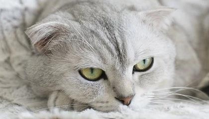 lol英雄攻略哪个网站最好